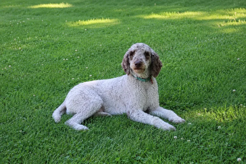 A young medium-sized female Gray / Blue / Silver Standard Poodle dog named Mabel for adoption in POTOMAC, MD
