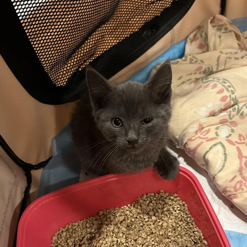 A baby small-sized male Gray / Blue / Silver Domestic Short Hair cat named Greg the Grey for adoption in Oakton, VA