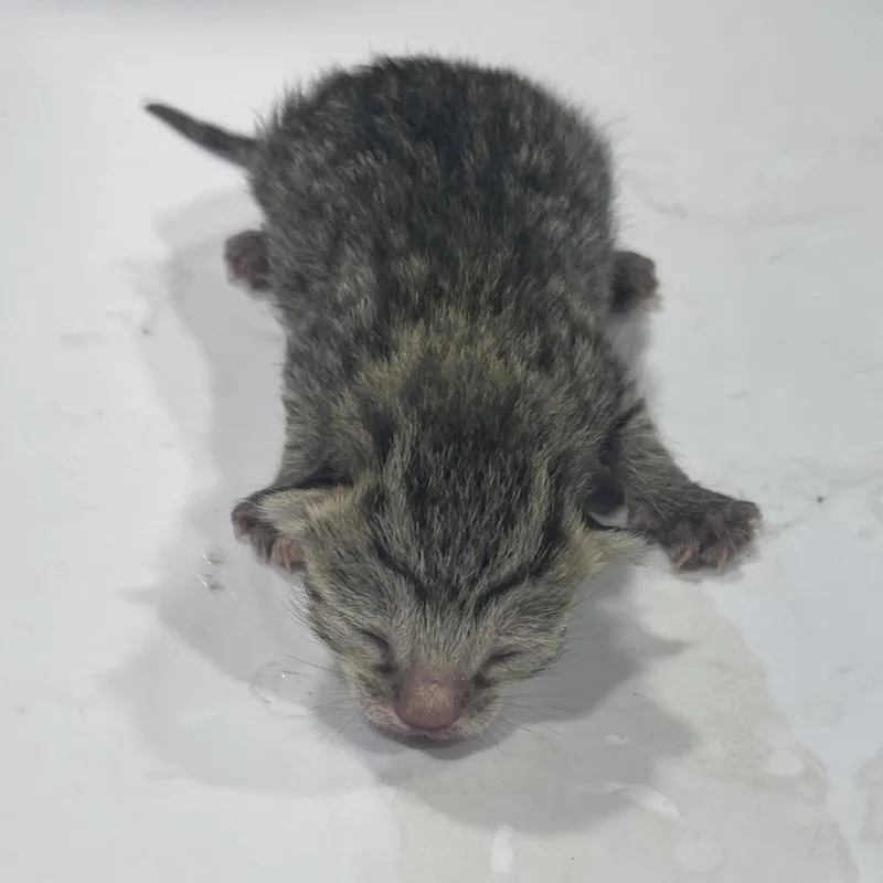 A baby small-sized female Gray / Blue / Silver Domestic Short Hair cat named Marsha for adoption in Tampa, FL