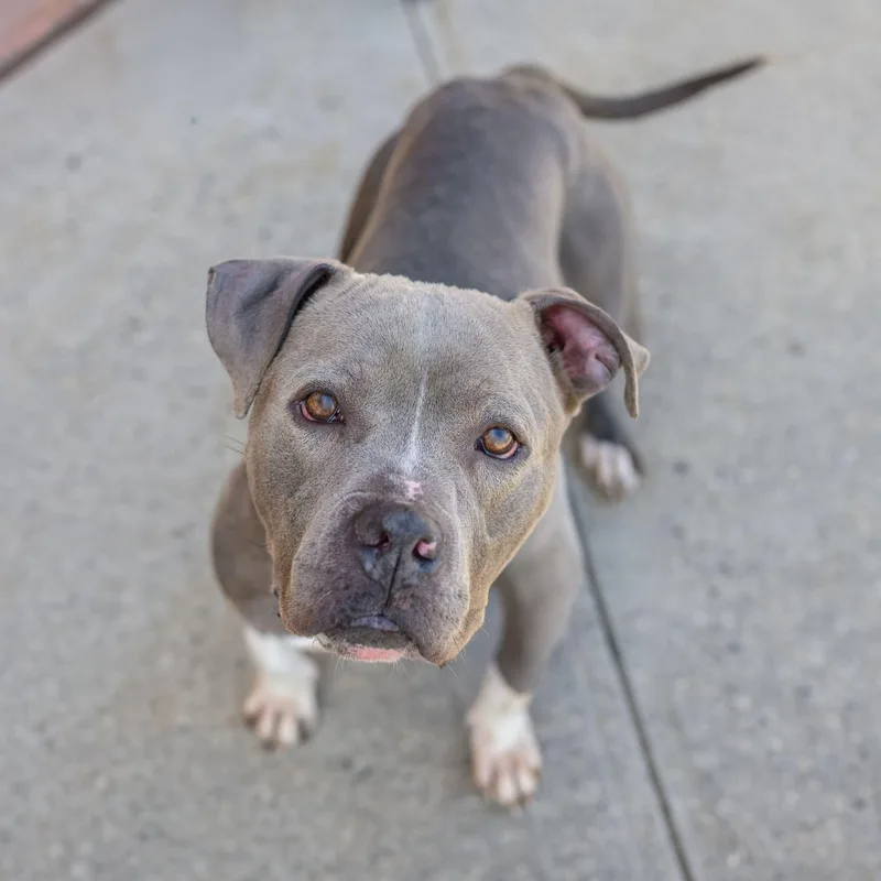 A young medium-sized female Pit Bull Terrier dog named Shay for adoption in Hamilton, NJ
