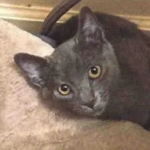 A baby small-sized female Domestic Short Hair cat named Duchess for adoption in Lakewood, CO