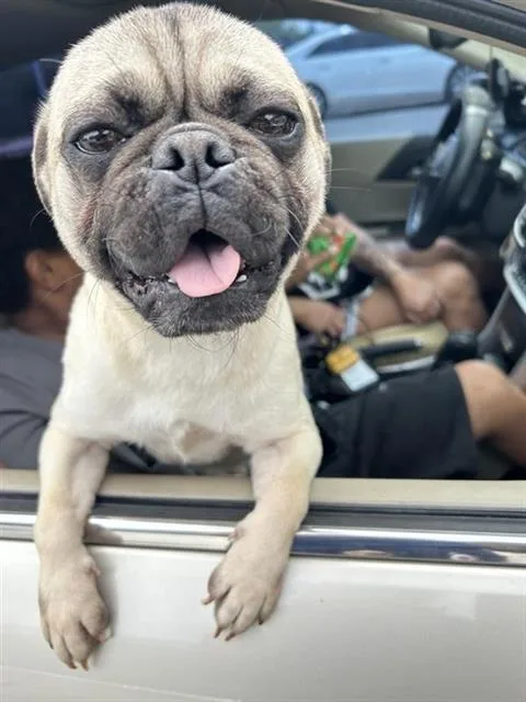 An adult small-sized male Pug dog named Yogi Bear for adoption in San Antonio, TX