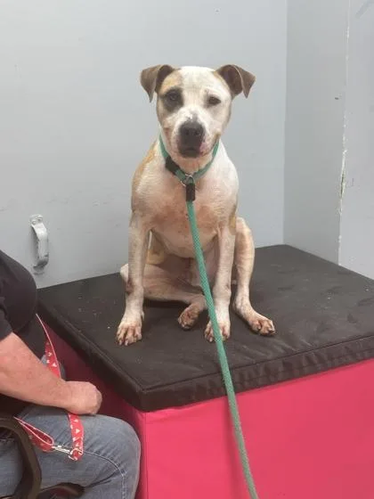 Stan T. Rex thumbnail 2