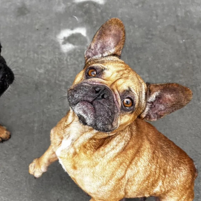 An adult small-sized female French Bulldog dog named Roxy for adoption in Northbrook, IL