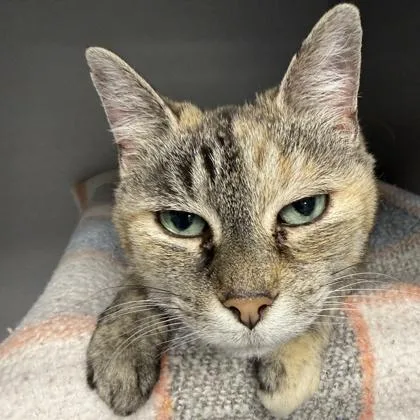 A senior medium-sized female Brown / Chocolate Domestic Short Hair cat named Rika for adoption in Lansing, MI