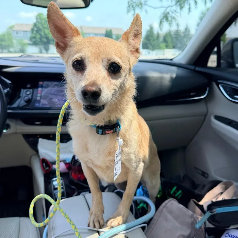 A senior small-sized female Golden Chihuahua dog named Goldie for adoption in Saint John, IN