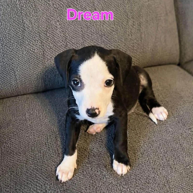 A baby medium-sized female Black Labrador Retriever dog named Dream for adoption in Brewton, AL