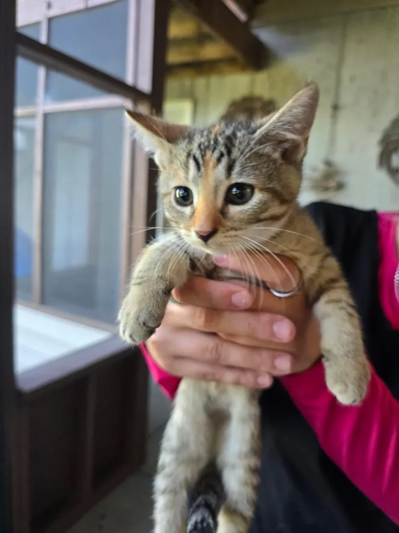 A baby medium-sized female Tabby (Brown / Chocolate) Domestic Short Hair cat named Delta for adoption in Manhattan, KS