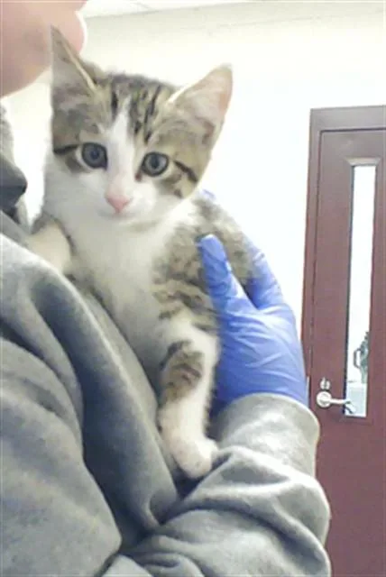 A baby small-sized male Domestic Short Hair cat named Jj for adoption in Fayetteville, NC