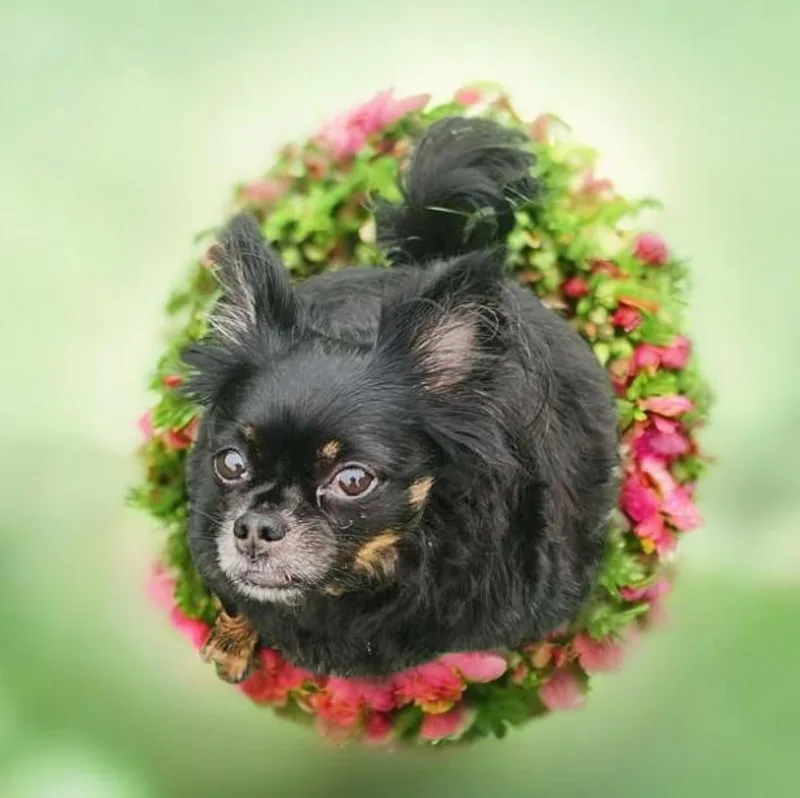 An adult small-sized male Bicolor Chihuahua dog named Tubbs for adoption in Chesnee, SC
