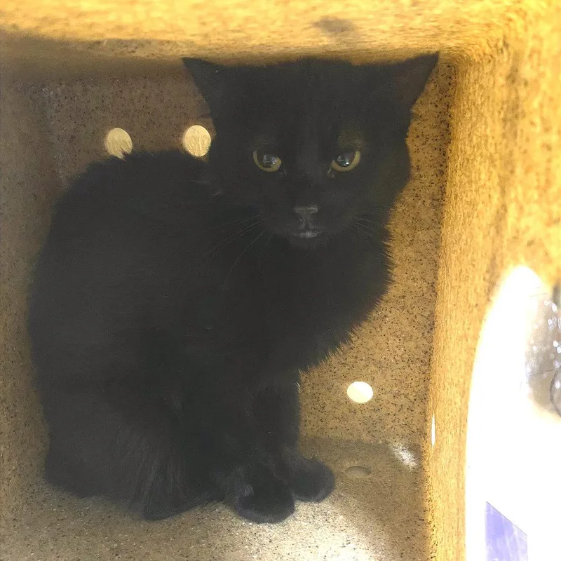 An adult medium-sized female Black Domestic Short Hair cat named Shadow for adoption in Cheyenne, WY