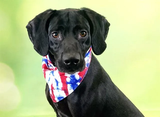 An adult medium-sized male Labrador Retriever dog named Hank for adoption in Fort Lauderdale, FL