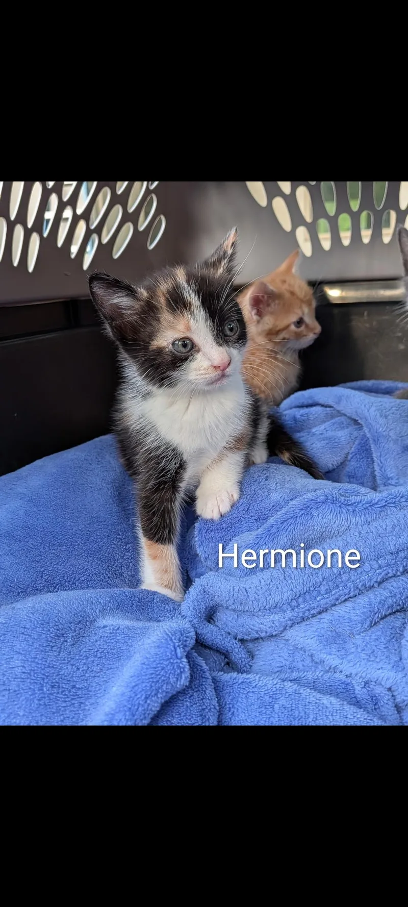 A baby medium-sized female Calico Domestic Short Hair cat named Hermione for adoption in Lewis Center, OH