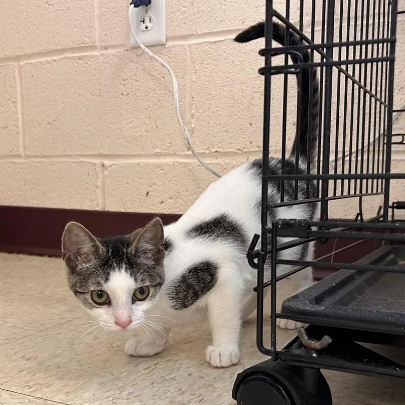 A baby small-sized male Brown / Chocolate Domestic Short Hair cat named Spice Cake for adoption in Waynesboro, PA