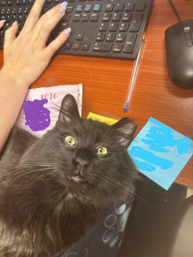 An adult medium-sized male Black Domestic Long Hair cat named Jacob for adoption in Boone, IA