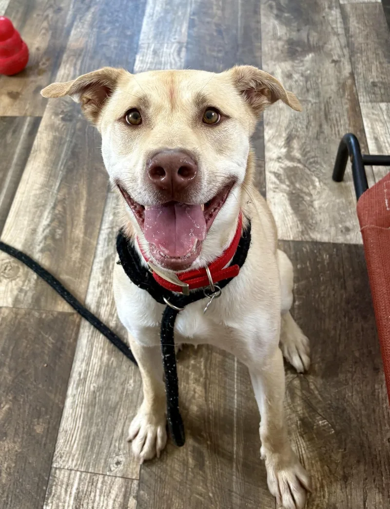 A young medium-sized male Shepherd dog named Blibkin for adoption in Oxford, MI