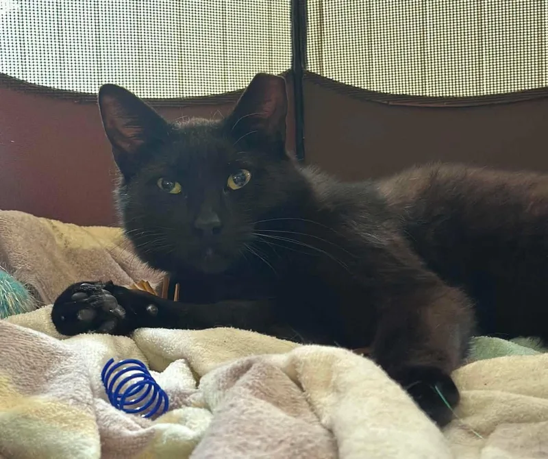 A young medium-sized male Domestic Short Hair cat named Houdini Legs for adoption in Newark, NJ