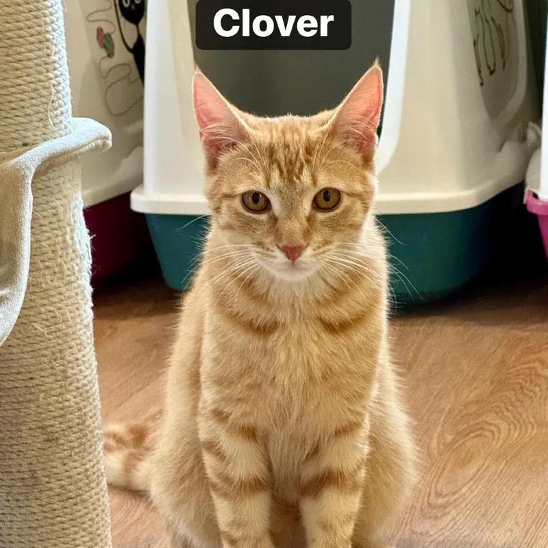 Clover