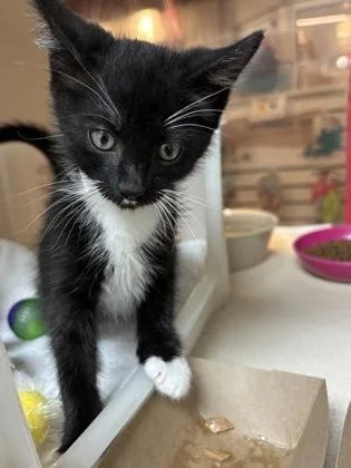 A baby small-sized male Domestic Short Hair cat named A Blue for adoption in North Charleston, SC