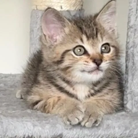 A baby small-sized male Brown / Chocolate Domestic Short Hair cat named Indigo for adoption in Chattanooga, TN