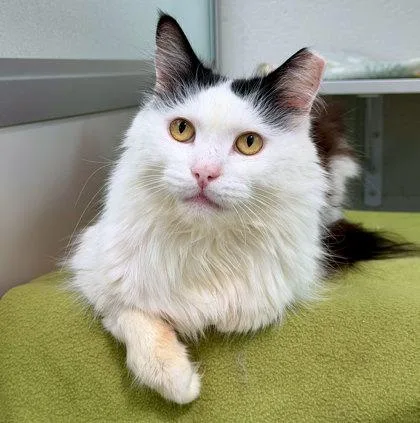 A senior small-sized male Domestic Short Hair cat named Lucky for adoption in Sacramento, CA