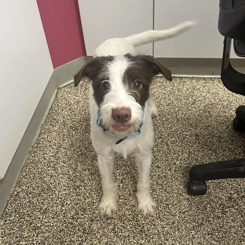 A young small-sized female White / Cream Wirehaired Terrier dog named Punky Brewster for adoption in Uniontown, PA