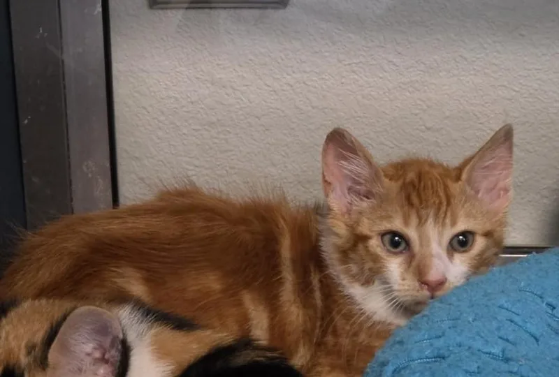 A baby small-sized male Domestic Short Hair cat named Burro for adoption in Tracy, CA
