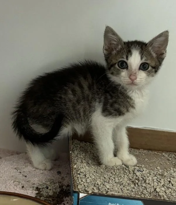 A baby medium-sized male Domestic Short Hair cat named Robby for adoption in Escondido, CA