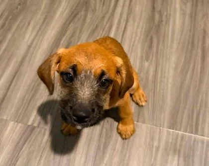 A baby large-sized female Coonhound dog named Minnie for adoption in Paducah, KY