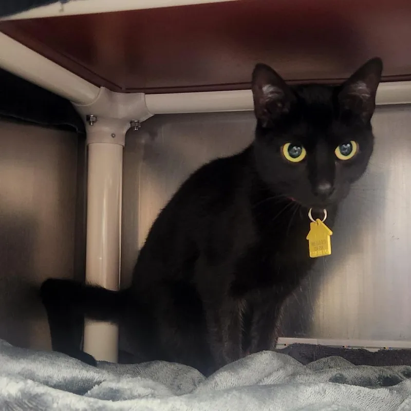 A young medium-sized female Black Domestic Short Hair cat named Garbanzo for adoption in Springfield, MA