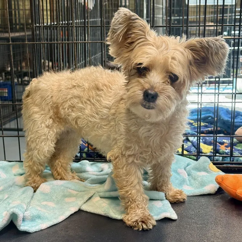 An adult small-sized female White / Cream Mixed Breed dog named Ruffles for adoption in Hinsdale, IL
