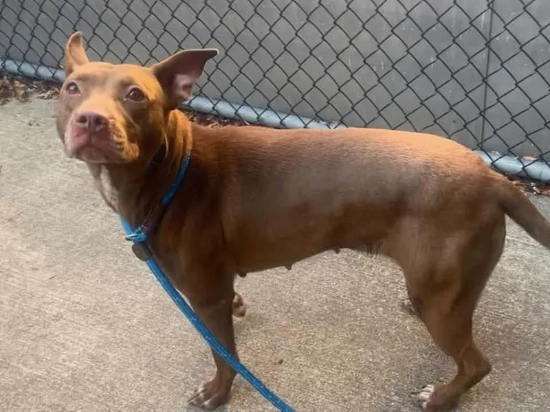 An adult medium-sized female Brown / Chocolate Pit Bull Terrier dog named Rina for adoption in Chicago, IL