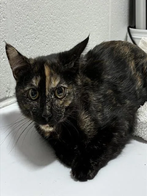 A baby small-sized female Domestic Medium Hair cat named Jenelle for adoption in Upper Marlboro, MD