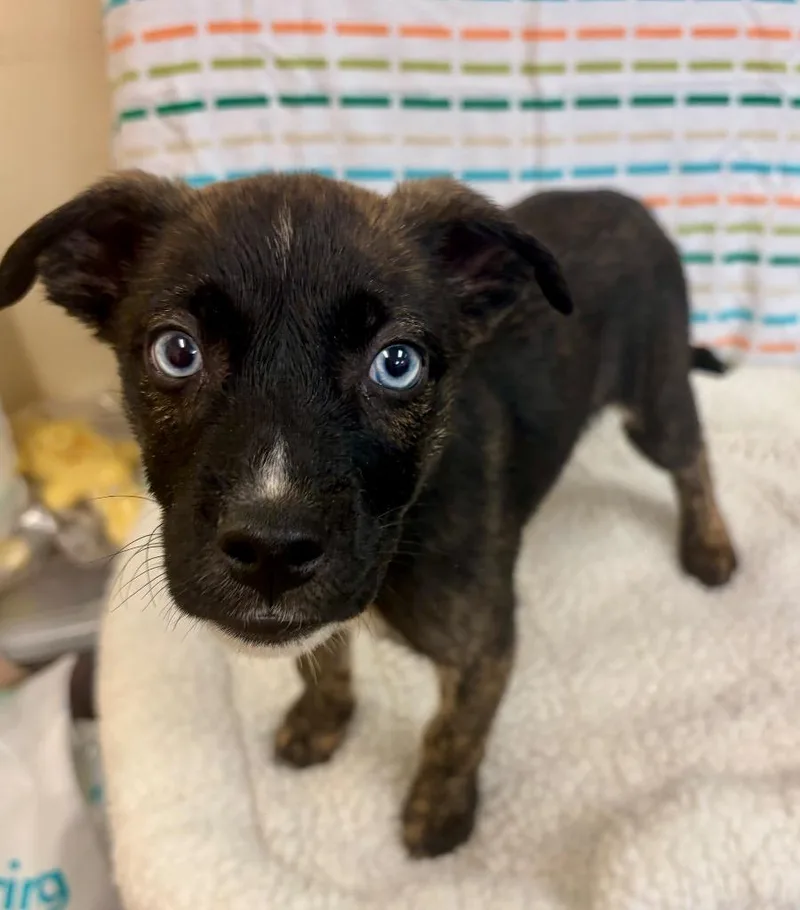 A baby large-sized female Shepherd dog named Char for adoption in Clinton, SC