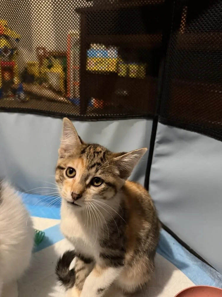 A baby medium-sized female Domestic Short Hair cat named Brachiosaurus for adoption in Clinton Township, MI