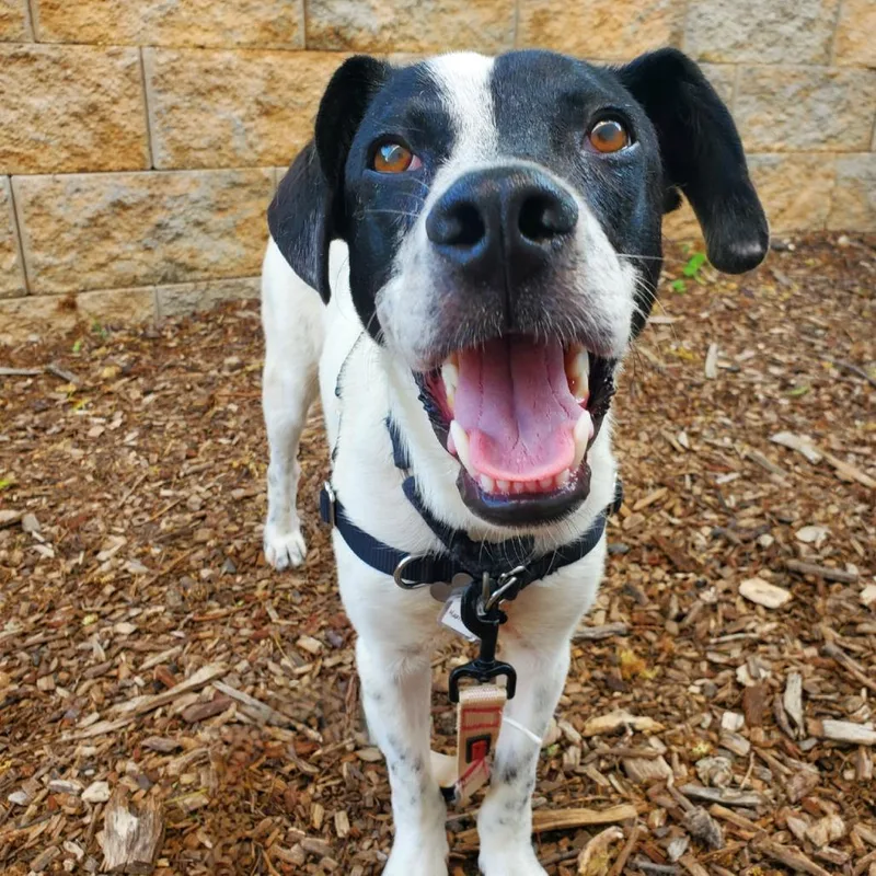 A young medium-sized male White / Cream Mixed Breed dog named Maximillian for adoption in Falls Church, VA