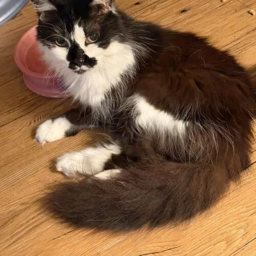A young small-sized female Domestic Long Hair cat named Hess for adoption in Tampa, FL