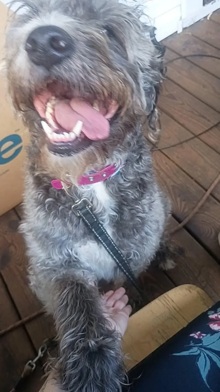 An adult large-sized female White / Cream Labradoodle dog named Sadie for adoption in Claridge, PA