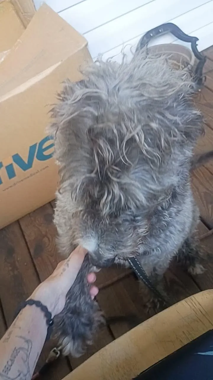 Sadie thumbnail 4