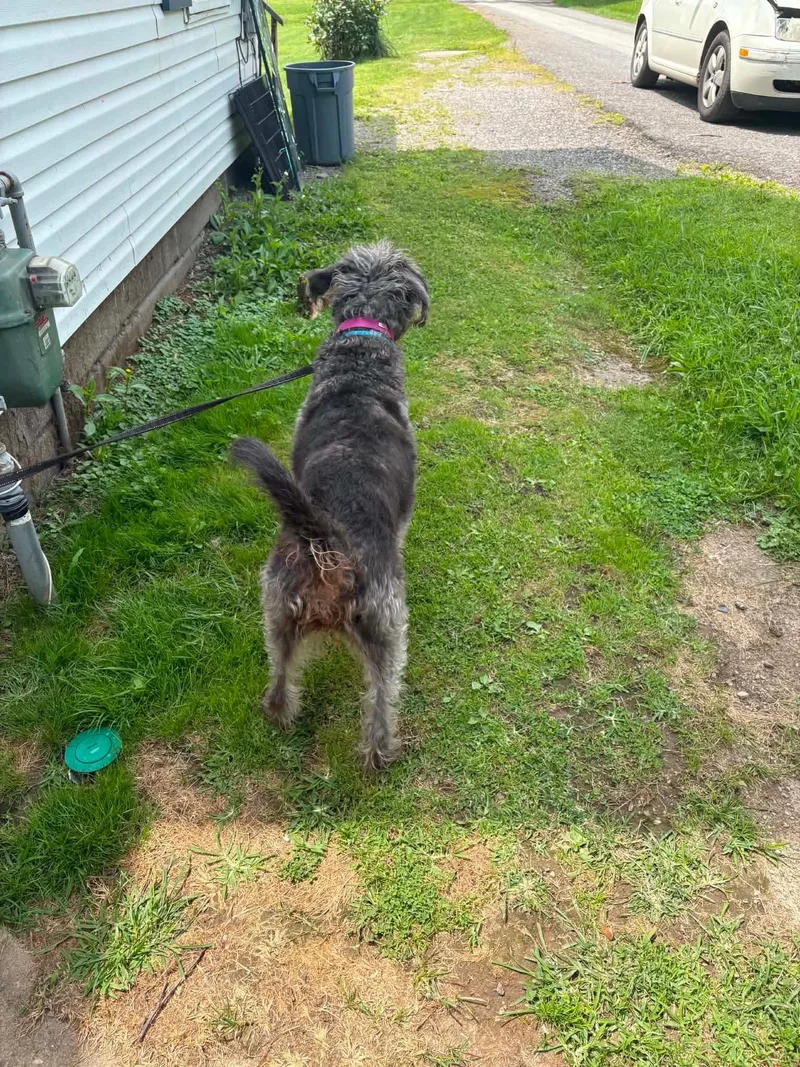 Sadie thumbnail 5
