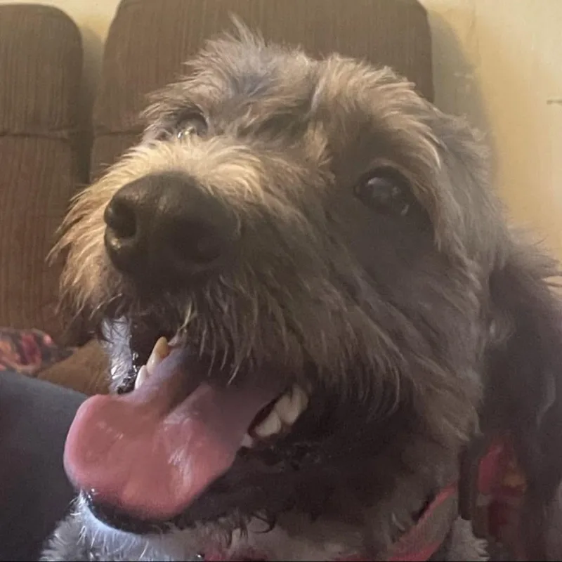 Sadie thumbnail 6