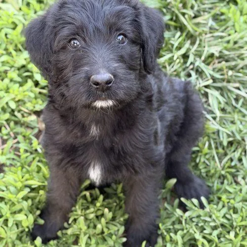 A baby large-sized female Black Poodle dog named Dottie for adoption in Georgetown, KY