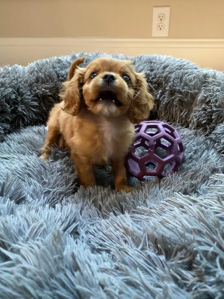 A baby small-sized male Red / Chestnut / Orange Cavalier King Charles Spaniel dog named Archie for adoption in Troy, IL