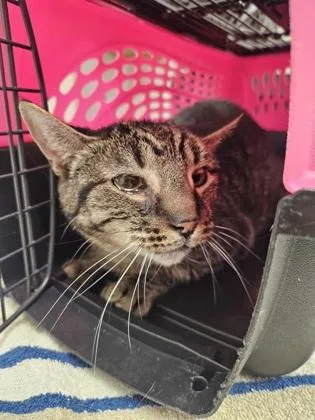 An adult small-sized female Brown / Chocolate Domestic Short Hair cat named Chicken for adoption in Sacramento, CA