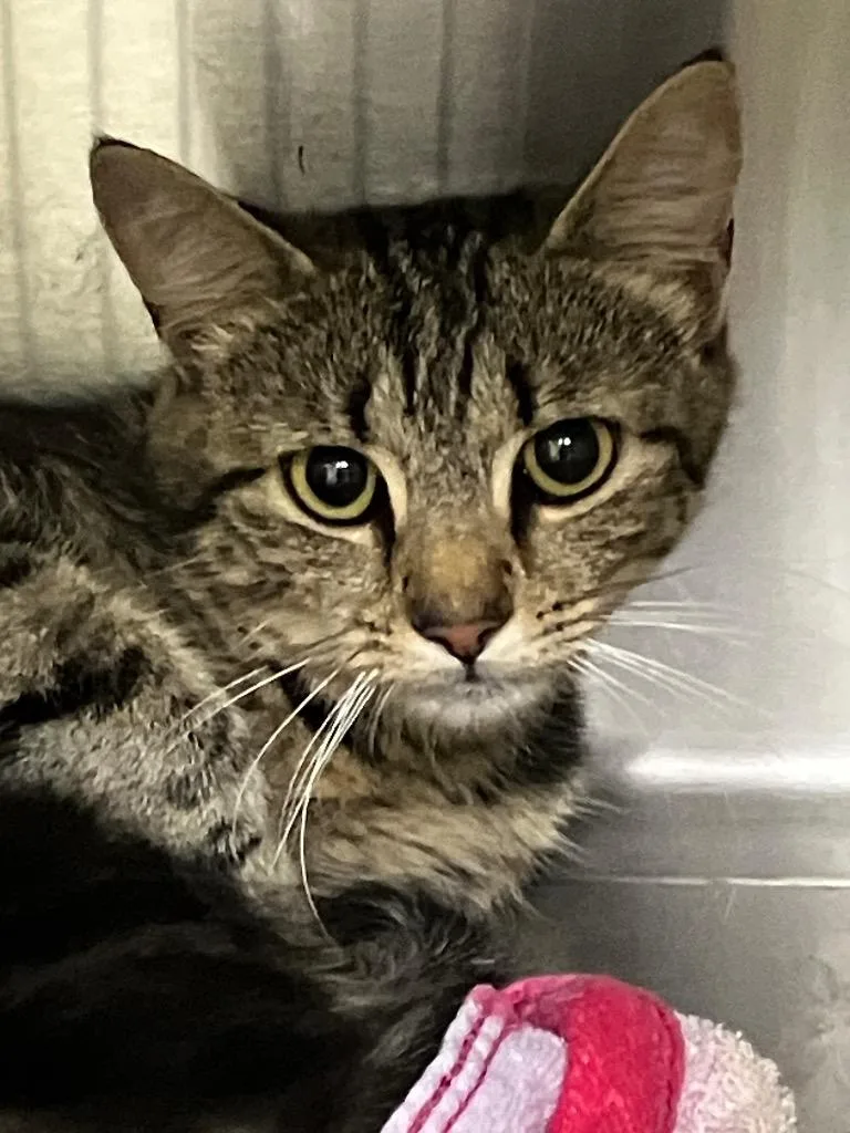 A young medium-sized female Domestic Short Hair cat named Bonnet for adoption in Christiansburg, VA