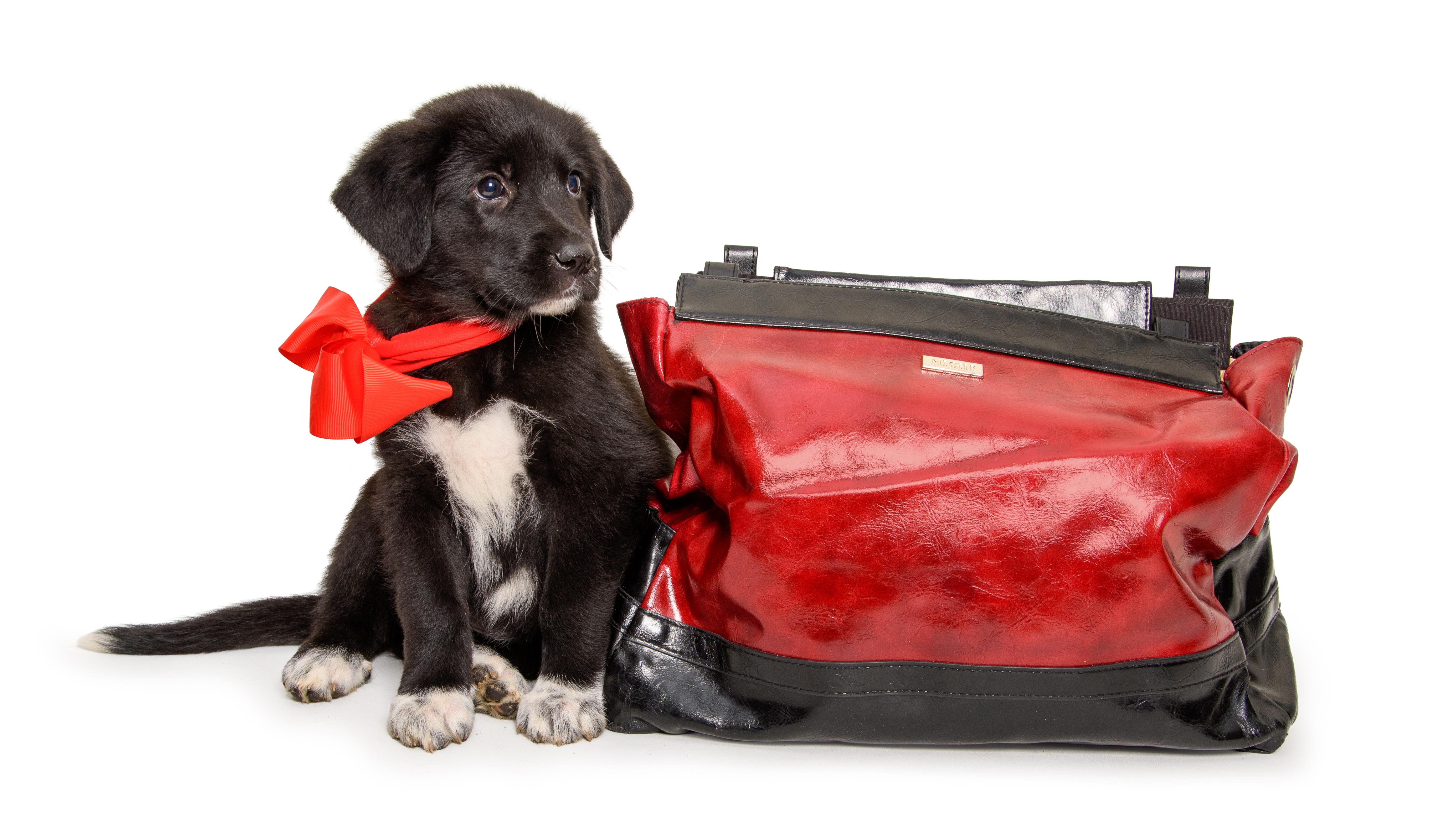 A baby medium-sized female Black German Shepherd Dog dog named Zoe for adoption in Aurora, CO