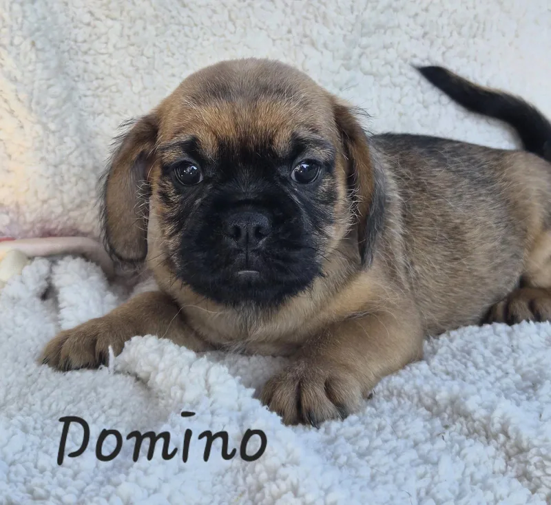 A baby small-sized male Pug dog named Domino for adoption in Phelan, CA