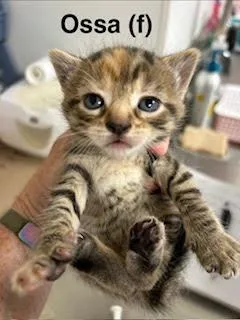 A baby medium-sized female Domestic Short Hair cat named Ossa for adoption in Saugerties, NY