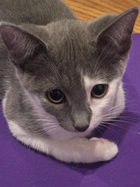 A baby small-sized male Domestic Short Hair cat named Rascal for adoption in San Jose, CA