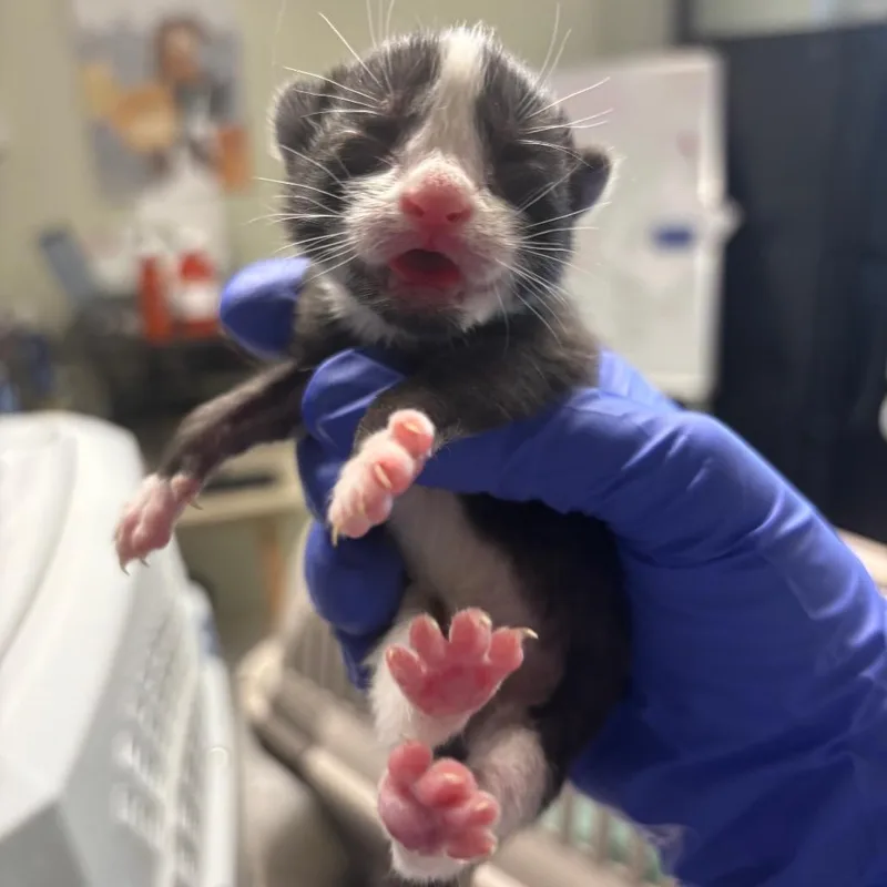 Carpenter thumbnail 2